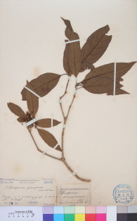 Specimen thumbnail